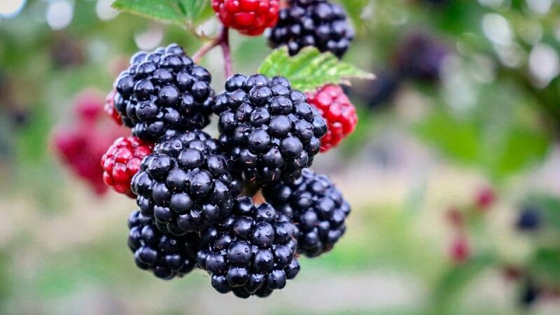 Boysenberry Health Benefits: 5 Amazing Benefits Of Including This Kind Of Blackberry In Your Diet