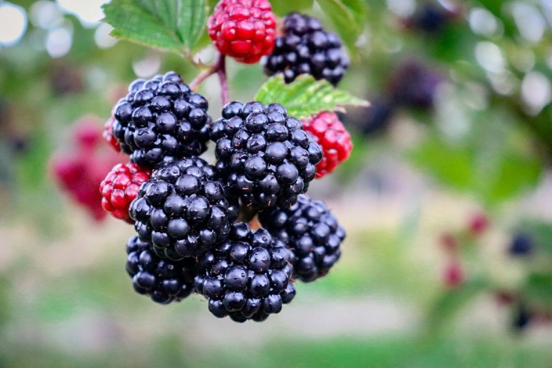 Boysenberry Health Benefits: 5 Amazing Benefits Of Including This Kind Of Blackberry In Your Diet