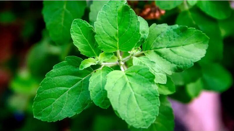 5 Strong Reasons For Eating Tulsi Leaves On An Empty Stomach To Begin Your Day