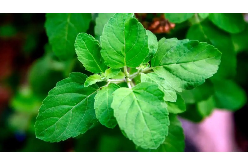 5 Strong Reasons For Eating Tulsi Leaves On An Empty Stomach To Begin Your Day