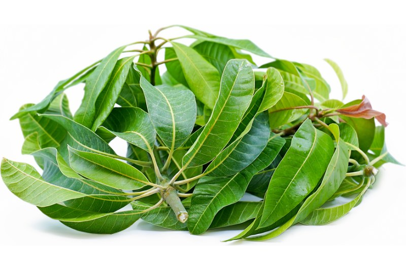 6 Advantages Of Boiled Mango Leaves