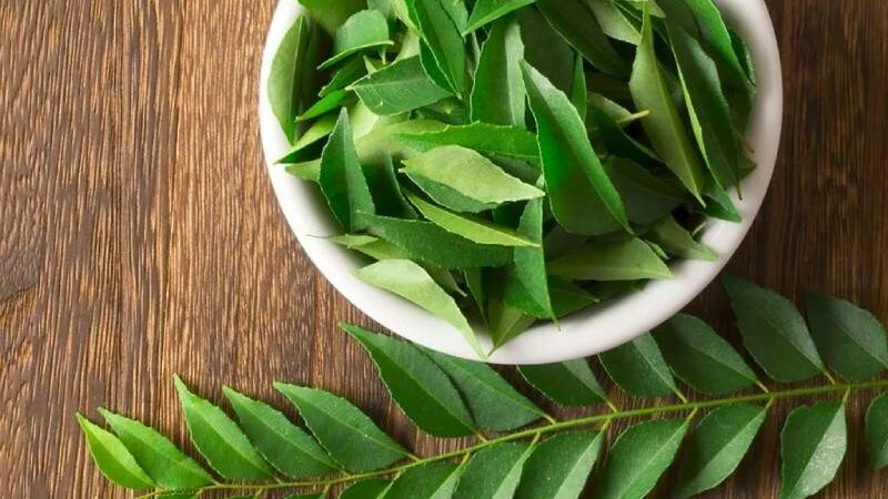 Benefits Of Kadi Patta: 5 Unexpected Ways This Herb Encourages Optimal Health
