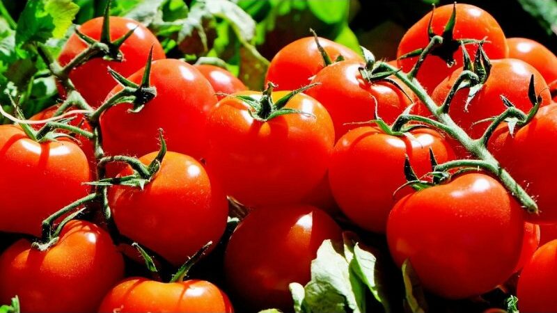 Tomatoes Have Several Health Advantages, Including Improved Digestion, Radiant Skin, And Heart Health