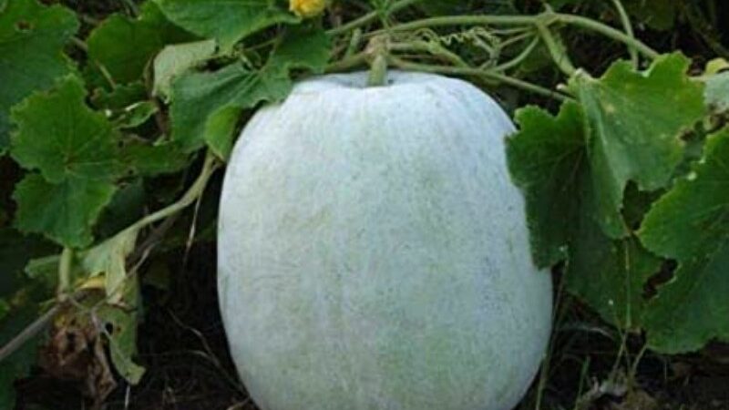 Drinking One Glass of Ash Gourd Juice Every Day Can Offer These 5 Amazing Health Benefits