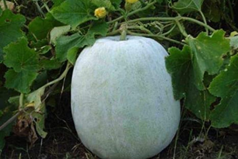 Drinking One Glass of Ash Gourd Juice Every Day Can Offer These 5 Amazing Health Benefits