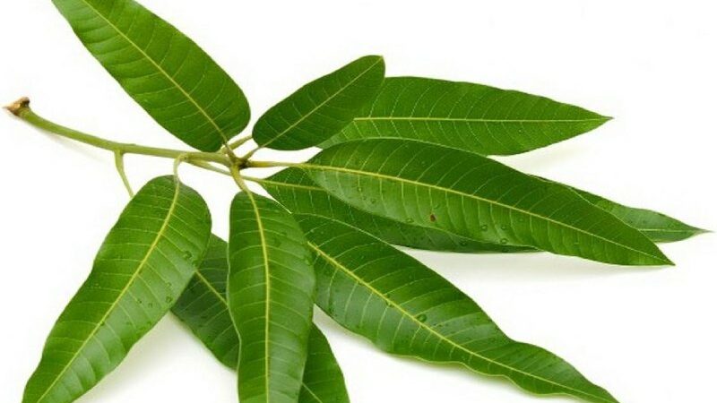 Incredible Health Advantages Of Mango Leaves