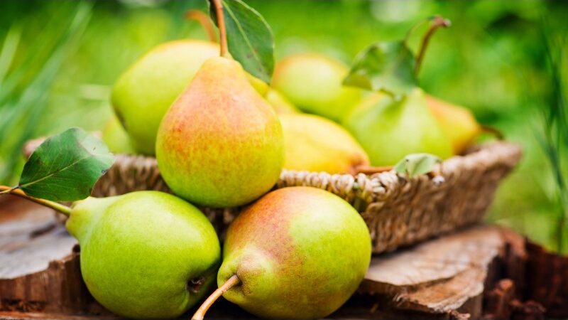 9 Health Advantages of Pears for General Wellbeing Range from Skin Health to Weight Loss