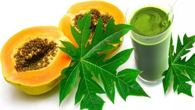 Papaya Leaf Juice for Dengue Patients: 7 Unexpected Advantages for Recovering from Dengue