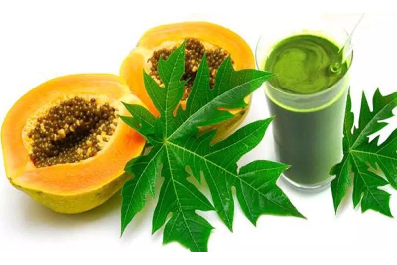 Papaya Leaf Juice for Dengue Patients: 7 Unexpected Advantages for Recovering from Dengue