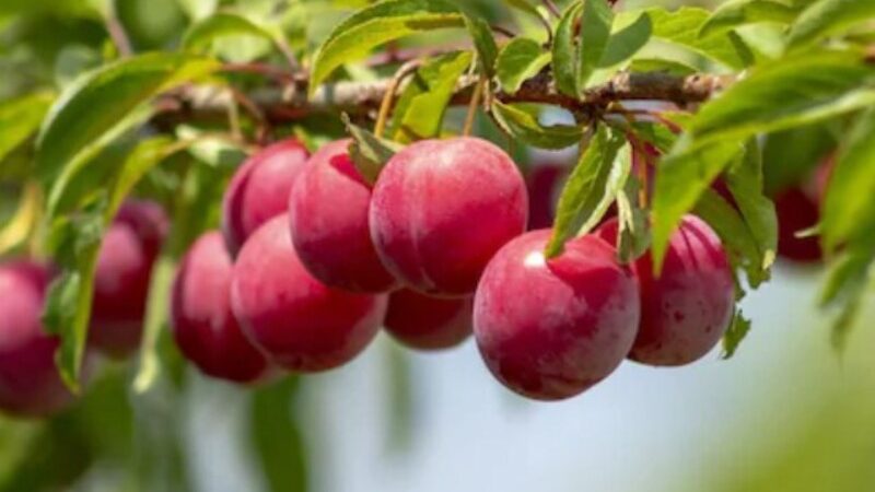 Plums Health Benefits Include Strengthening Bones, Promoting Heart Health, and Regulating Blood Sugar