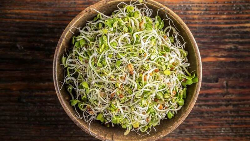 Top 5 Reasons to Include Sprout’s Salad in Your Morning Breakfast