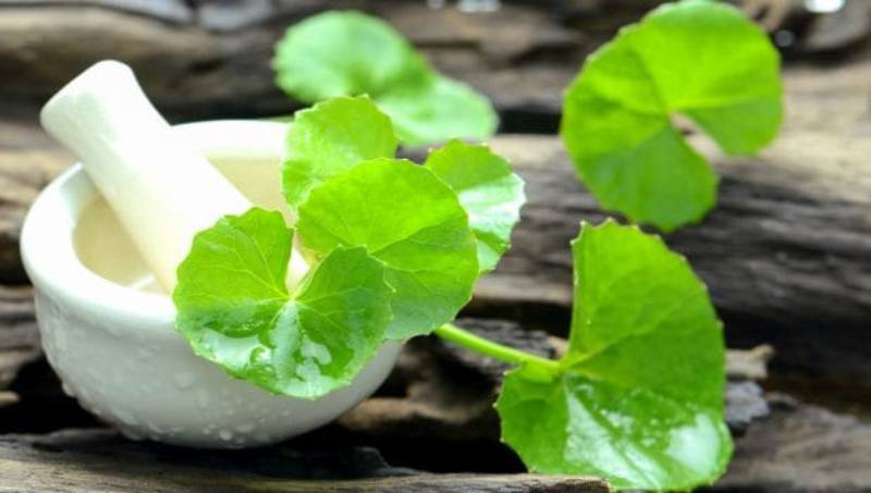 10 Health Advantages of Taking Brahmi Leaf Juice Every Morning