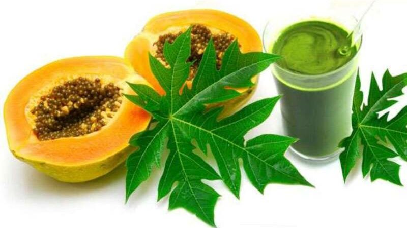 9 Health Benefits of Regularly Consuming Papaya Leaf Juice