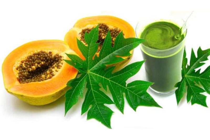 9 Health Benefits of Regularly Consuming Papaya Leaf Juice