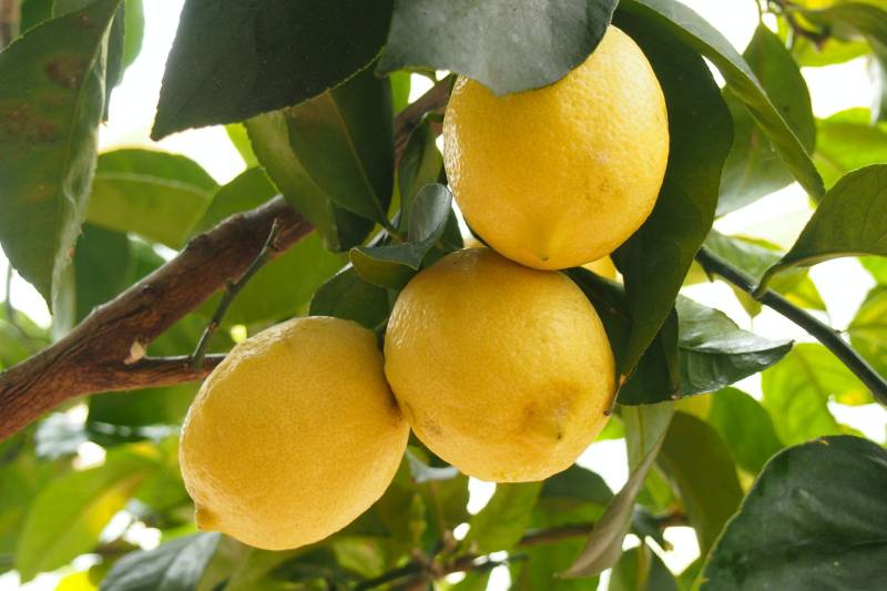 Lemon Leaf Juice Health Benefits: 8 Health Benefits of Taking Nimbu Leaf Extract Every Day