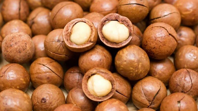 Macadamia Nut Health Advantages for Skin, Brain, and Heart Health