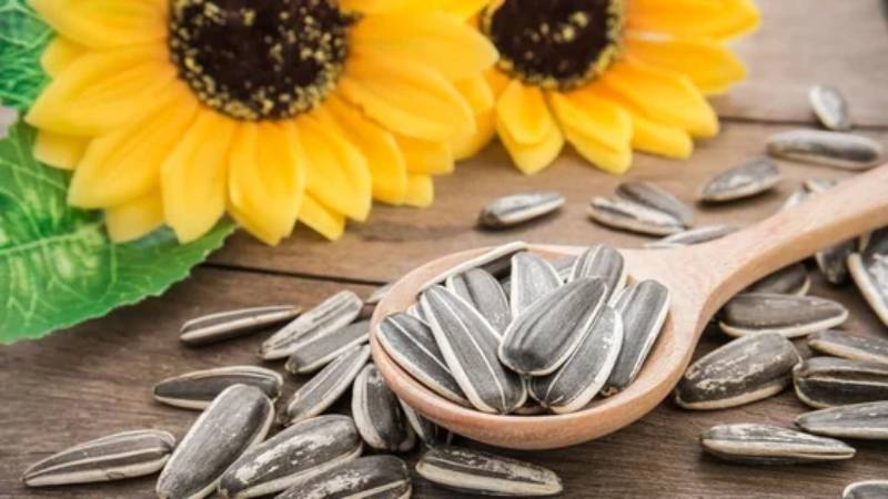 4 Health Advantages Of Consuming A Spoon Of Sunflower Seeds Every Day