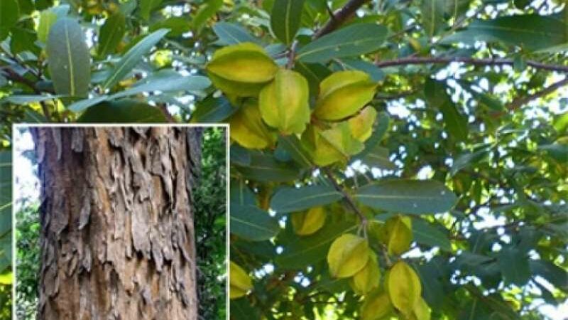 Arjuna Terminalia: 6 Incredible Health Advantages of the Arjun Tree