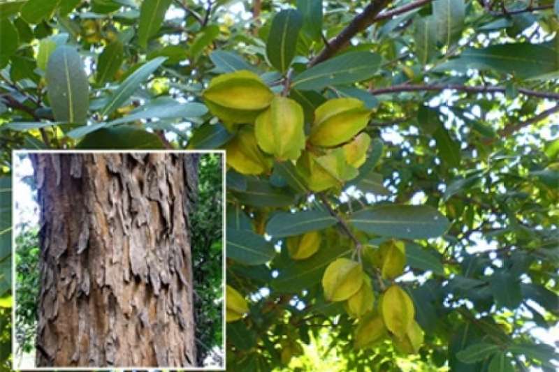 Arjuna Terminalia: 6 Incredible Health Advantages of the Arjun Tree